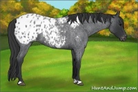 Horse Color:Blue Roan Appaloosa 