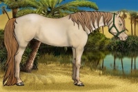 Horse Color:Red Dun Pearl