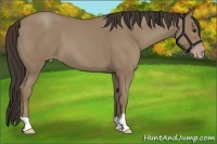 Horse Color:Classic Champagne 