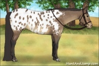 Horse Color:Bay Dun Blanket