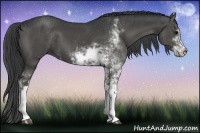 Horse Color:Black Sabino