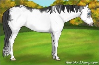 Horse Color:Blue Roan Splash Frame Appaloosa 