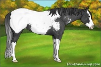 Horse Color:Blue Roan Splash Appaloosa