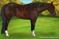 Horse Color:Bay Ice 
