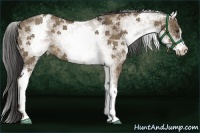 Horse Color:White Spotted Liver Red Dun Sabino 