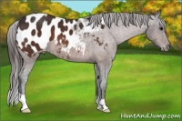 Horse Color:Brown Appaloosa 