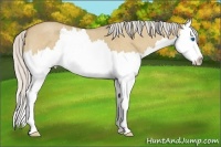Horse Color:Silver Buckskin Roan Dun Splash 