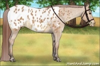 Horse Color:Bay Dun Appaloosa 