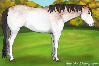 Horse Color:White Spotted Bay 