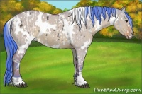 Horse Color:White Spotted Smoky Black Appaloosa  and Watercolor White Spotted Bay Roan Dun Rabicano 