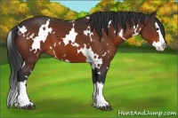 Horse Color:White Spotted Brown Splash