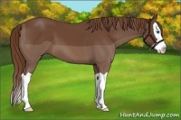 Horse Color:Chestnut Splash