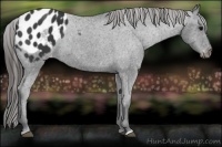 Horse Color:Black Appaloosa 
