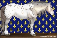 Horse Color:Buckskin Onyx Appaloosa