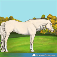 Horse Color:Gold Cream Champagne Dun