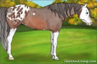 Horse Color:Bay Roan Splash Appaloosa 