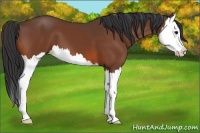 Horse Color:Bay Splash 