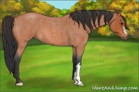 Horse Color:Bay Roan 