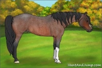 Horse Color:Bay Roan 