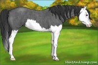 Horse Color:Blue Roan Splash 