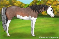 Horse Color:Bay Roan Splash 