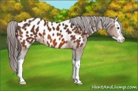 Horse Color:Bay Splash Appaloosa 