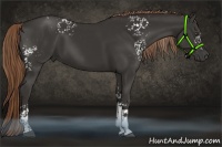 Horse Color:White Spotted Liver Chestnut 