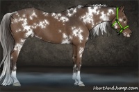 Horse Color:White Spotted Liver Chestnut 