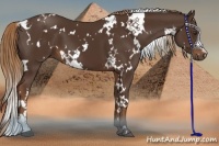 Horse Color:White Spotted Liver Chestnut 
