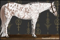 Horse Color:Red Roan Appaloosa 