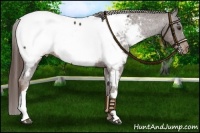 Horse Color:Liver Chestnut Frame Appaloosa