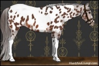 Horse Color:Bay Sabino Tobiano Appaloosa 