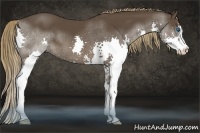 Horse Color:Liver Chestnut Sabino Splash