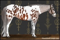 Horse Color:Brown Splash Tobiano Appaloosa