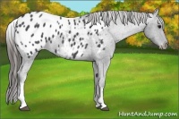 Horse Color:White Spotted Blue Roan Appaloosa 