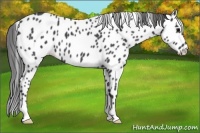 Horse Color:Blue Roan Leopard 