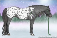 Horse Color:Black Appaloosa