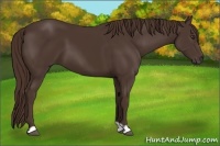 Horse Color:Liver Chestnut 