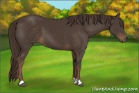 Horse Color:Liver Chestnut 