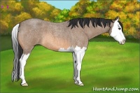 Horse Color:Buckskin Roan Splash 