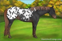 Horse Color:Liver Chestnut Appaloosa 