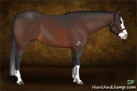 Horse Color:Bay Sabino Splash 