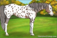 Horse Color:Liver Chestnut Splash Appaloosa 