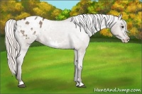 Horse Color:Silver Brown Roan Dun Frame Appaloosa 