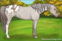 Horse Color:Liver Red Dun Appaloosa Brindle