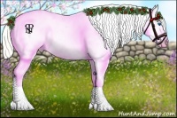 Horse Color:White Spotted Liver Chestnut Sabino Splash Appaloosa