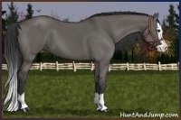Horse Color:Grullo Splash 