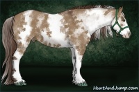 Horse Color:White Spotted Liver Red Dun Sabino 