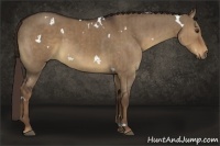 Horse Color:White Spotted Liver Red Dun Brindle 