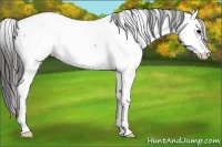 Horse Color:Blue Roan Near Fewspot
